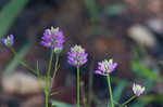 Curtiss' milkwort